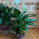 Peace Lily