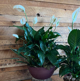 Peace Lily