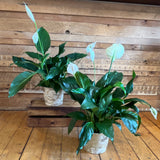 Peace Lily in Birch Pot