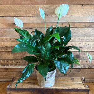 Peace Lily in Birch Pot