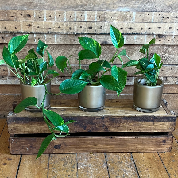 Pothos Plant