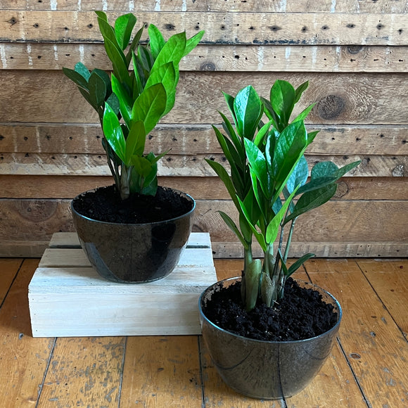 ZZ Plant
